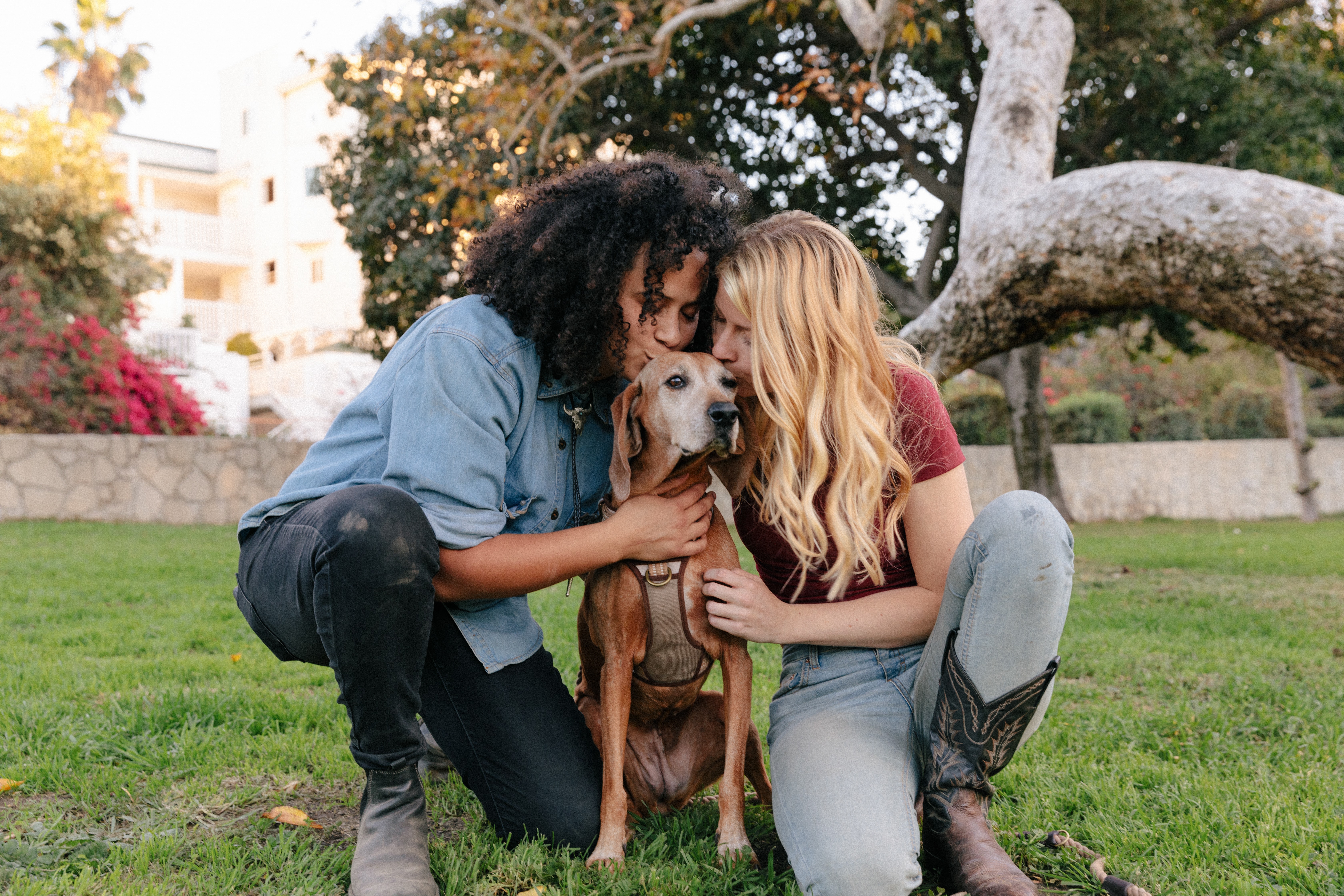 dog